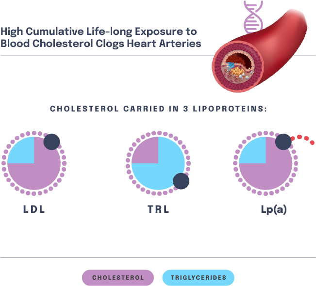 Cholesterol carried in 3 lipoproteins